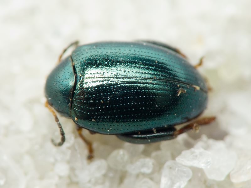 Psylliodes chalcomerus (Illiger, 1807)